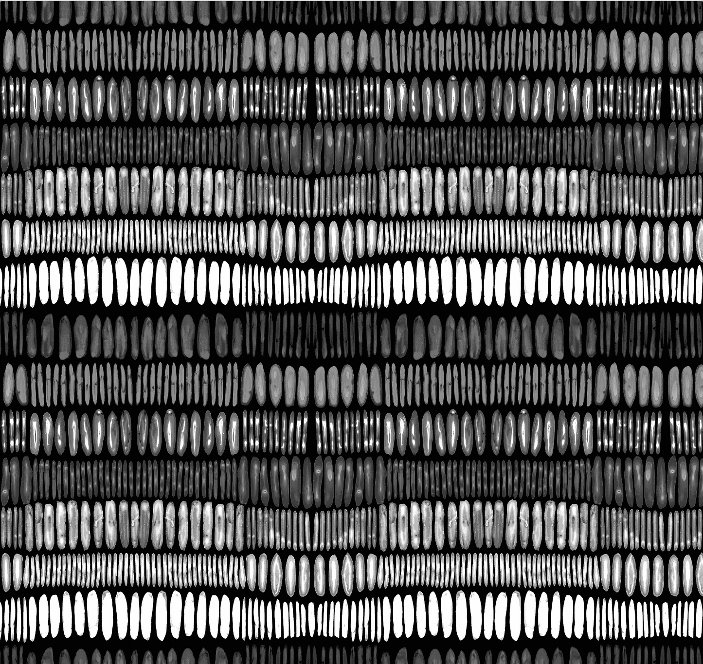 Tracks - Black and White